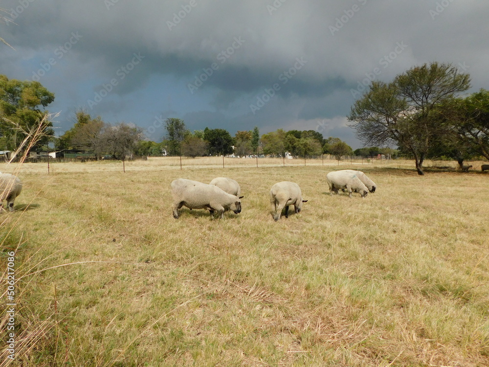 A herd of Hampshire ram sheep, rear view, grazing in a light brown grass field under a dark gray stormy sky, in Gauteng, South Africa A herd of Hampshire ram sheep, rear view, grazing in a light brown grass field under a dark gray stormy sky, in Gauteng, South Africa
