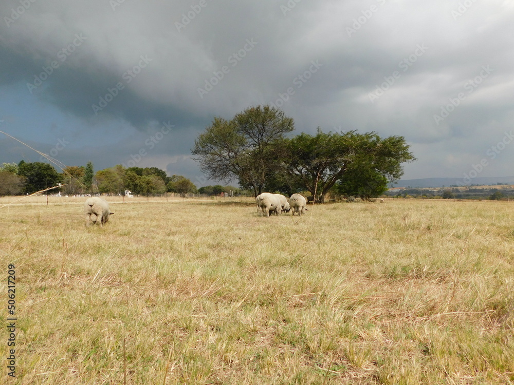 A herd of Hampshire ram sheep, rear view, grazing in a light brown grass field under a dark gray stormy sky, in Gauteng, South Africa A herd of Hampshire ram sheep, rear view, grazing in a light brown grass field under a dark gray stormy sky, in Gauteng, South Africa