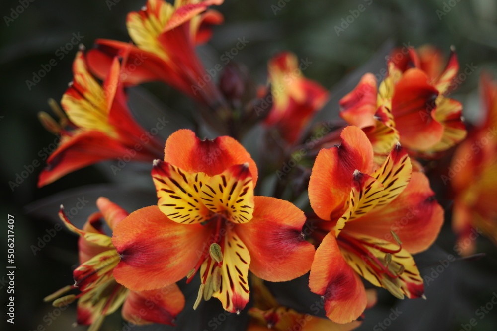 Obraz premium bouquet floral