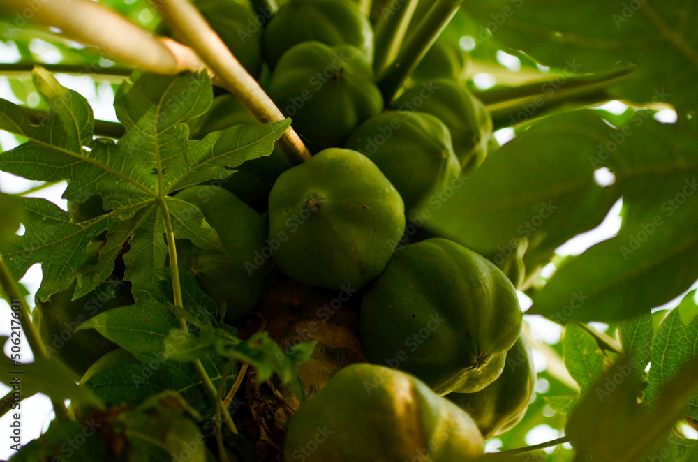 Planta de mamón o papaya. Cultivo de mamón Stock Photo Adobe Stock