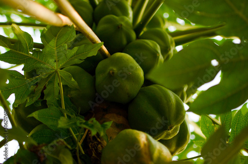 Planta de mamón o papaya. Cultivo de mamón