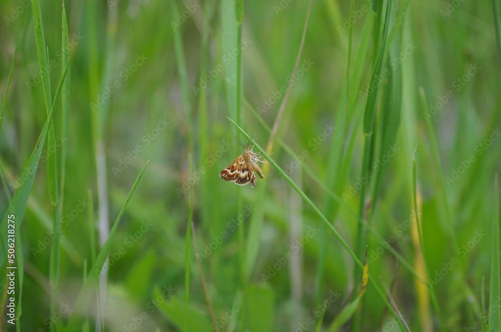 Summer little butterfly is resting in the grass Summer little butterfly is resting in the grass