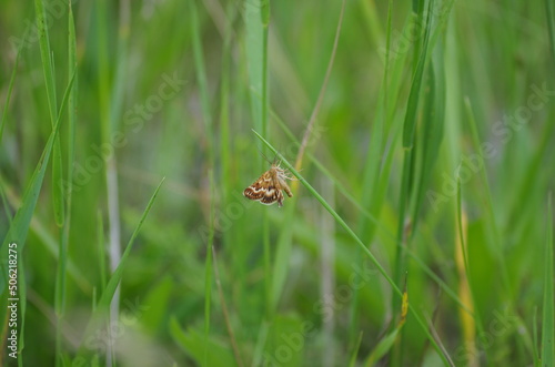 Summer little butterfly is resting in the grass
