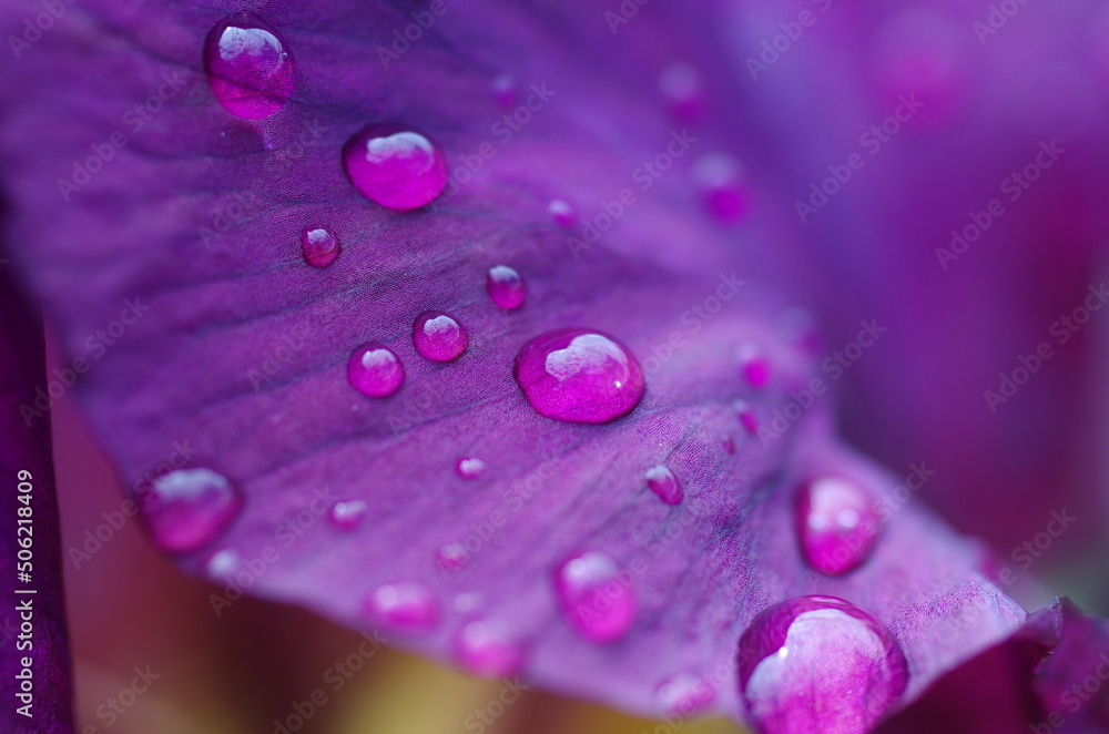 Raindrops on iris flower petals Raindrops on iris flower petals