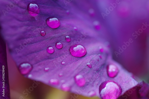 Raindrops on iris flower petals