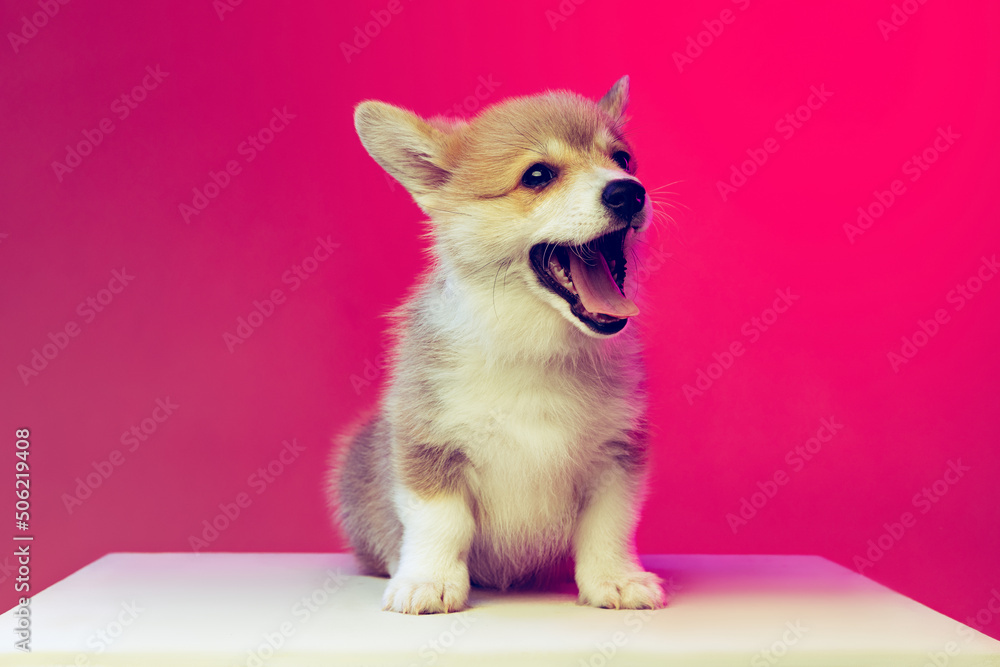 Funny fluffy puppy of Welsh corgi dog isolated on magenta color background. Concept of breed, show, pets love, animal life. - obrazy, fototapety, plakaty 