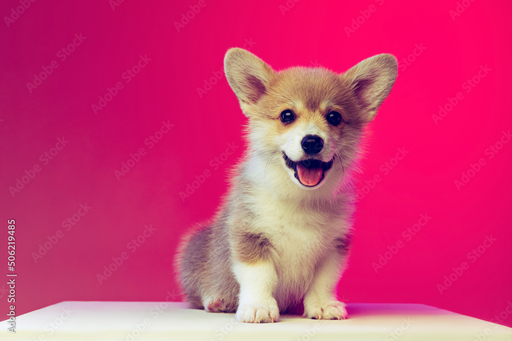 Obraz premium Smiling fluffy puppy of Welsh corgi dog isolated on magenta color background. Concept of breed, show, pets love, animal life.