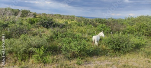 Caballo blanco en las praderas de Cordoba Region Pampeana