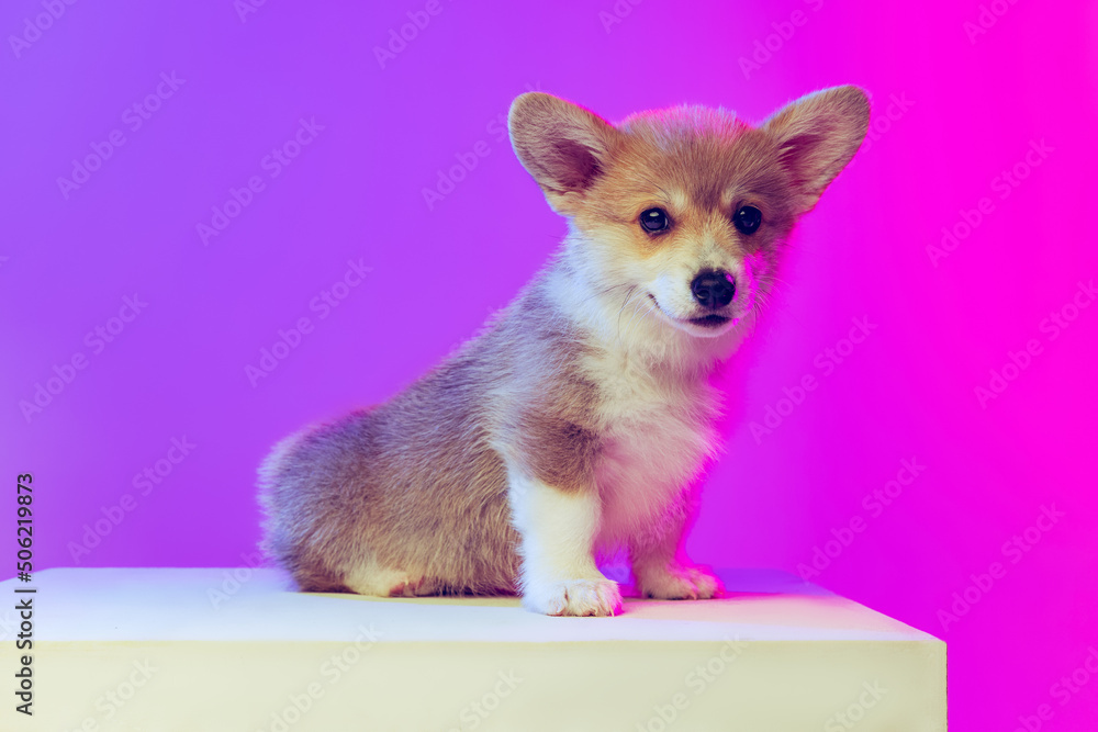 Obraz premium Charming puppy of Welsh corgi dog posing isolated on gradient purple pink studio background. Concept of kids, show, pets love, animal life.