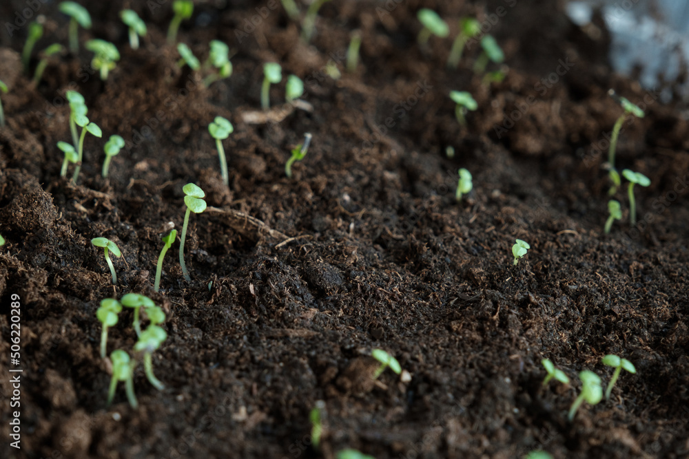 Young seedlings sprout from the ground Young seedlings sprout from the ground