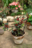 Plants with red berries in a pot in the garden in the greenhouse