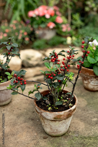 Plants with red berries in a pot in the garden in the greenhouse