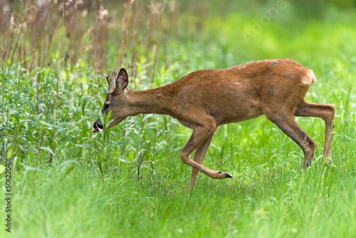 Fototapeta Naklejka Na Ścianę i Meble -  Sarna w lesie 