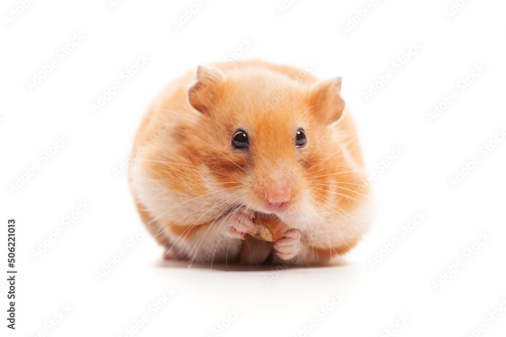 Syrian hamster isolated on white Syrian hamster isolated on white
