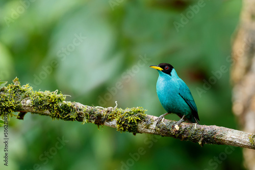  The green honeycreeper (Chlorophanes spiza) is a small passerine bird. This male was sitting on a branch in the rainforest with a dark background and copy space.