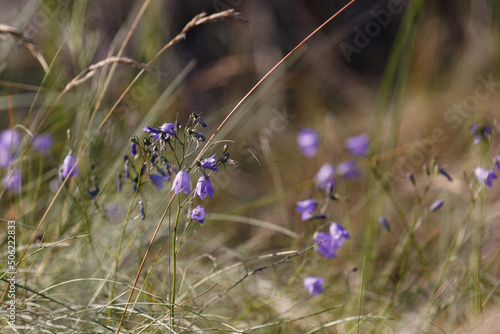 Baltic Sea Meadows 