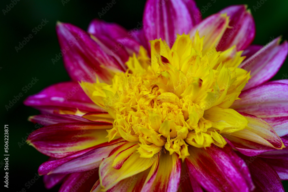close up of flower close up of flower