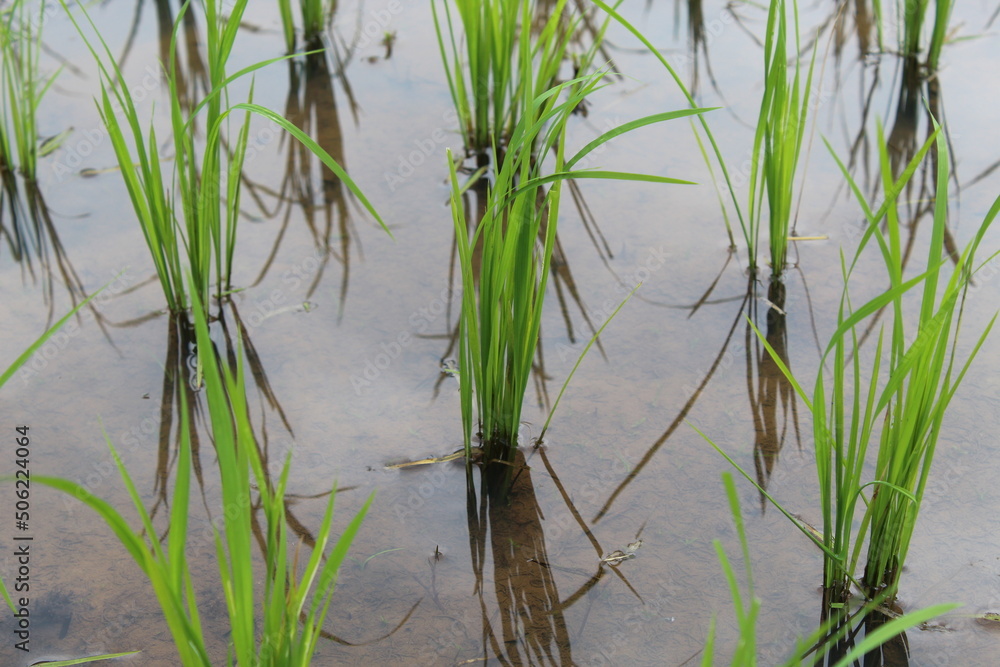 young rice plants that are still waterlogged young rice plants that are still waterlogged