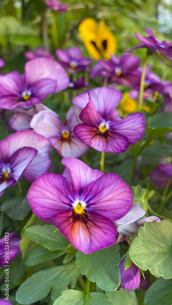 Flowers in the garden. Blooming pansy flowers in the garden in spring