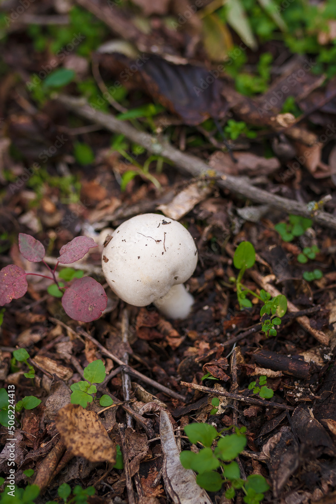 White champignon in autumn forest among dry leaves. Seasonal mushrooms in the woods. Fall nature, healthy organic food concept. White champignon in autumn forest among dry leaves. Seasonal mushrooms in the woods. Fall nature, healthy organic food concept.