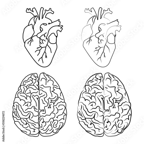 Heart and brain line art illustration. Vector illustration with white background.
