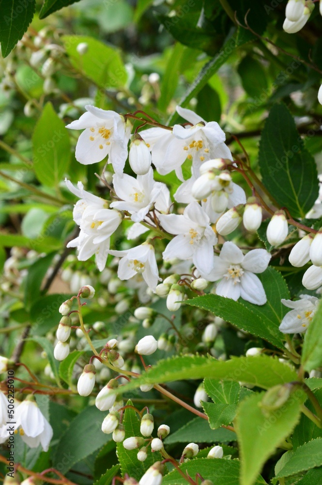ウツギ(空木)Deutzia crenata ウツギ(空木)Deutzia crenata