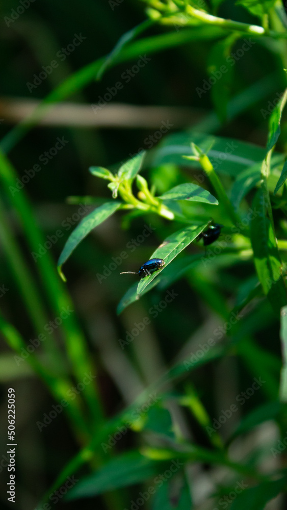 Blue shieldbug (Zicrona caerulea) on its host plant on the edge of the rice field. Blue shieldbug (Zicrona caerulea) on its host plant on the edge of the rice field.