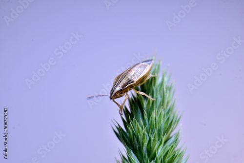 Aelia, a sharp-headed insect pest of cereal plants sits on green grass. photo