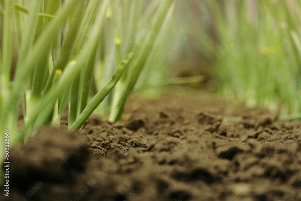 green onion sprouts . young onions growing in the soil green onion sprouts . young onions growing in the soil