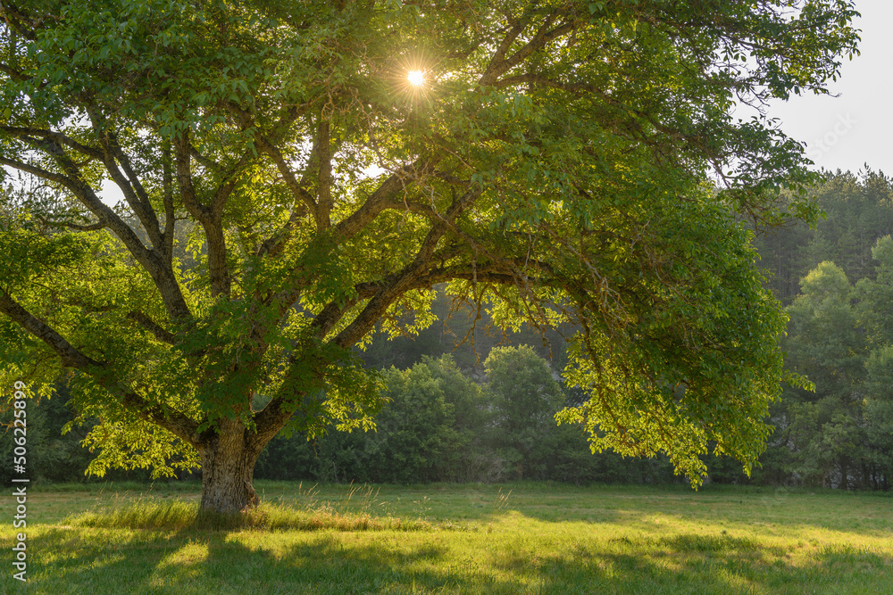 Morning sunlight passing through foliage of large tree.