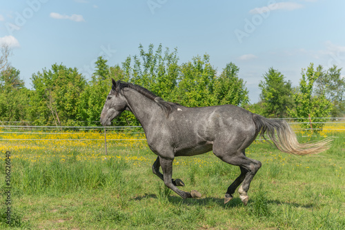 Horse galloping in enclosure in the morning in spring.
