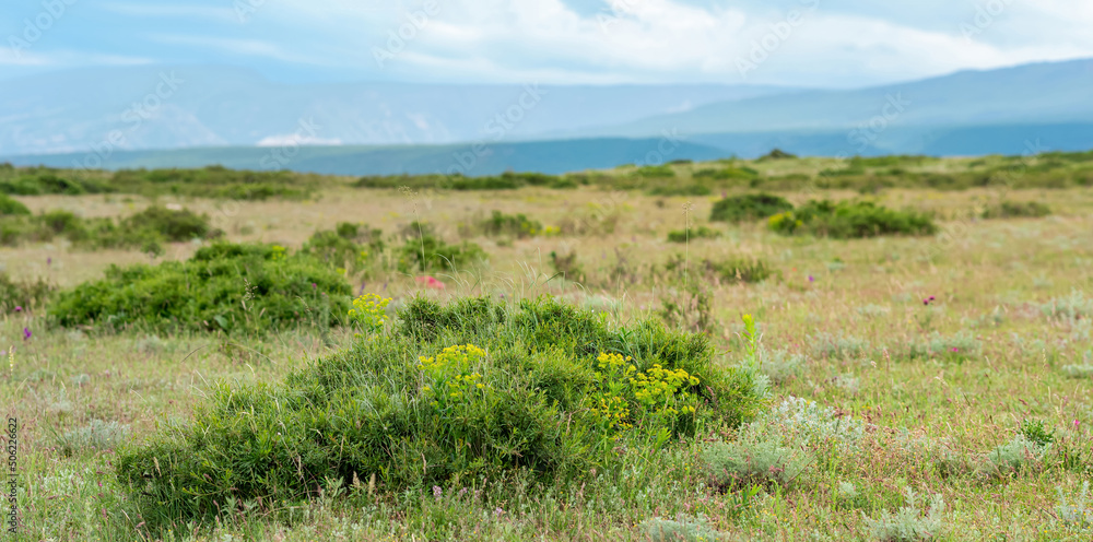 partially blurred landscape with blooming spring mountain steppe, focus on nearby vegetation