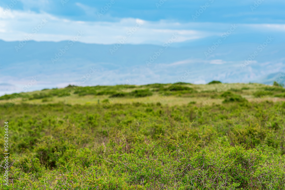 partially blurred landscape with spring mountain shrubland, focus on nearby vegetation