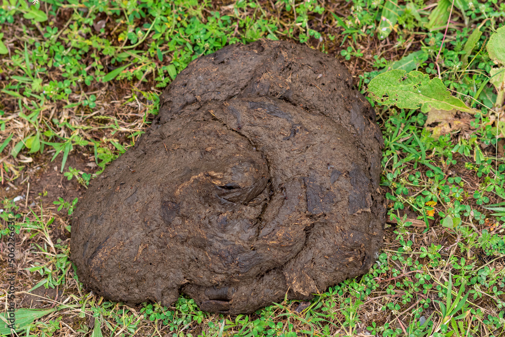 cow dung cake on grass closeup cow dung cake on grass closeup