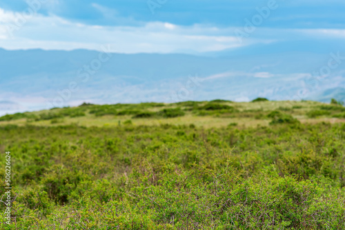 partially blurred landscape with spring mountain shrubland  focus on nearby vegetation