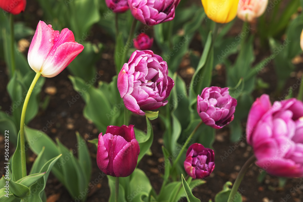 Flowerbed with fresh peonies in city park.Spring season. Flowerbed with fresh peonies in city park.Spring season.