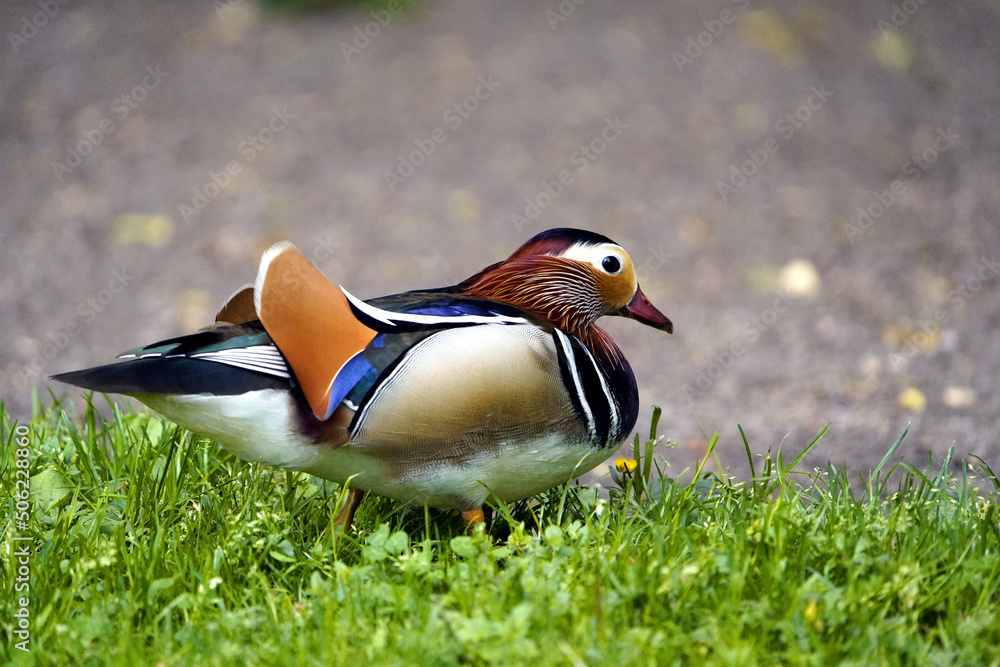 Mandarin duck (Aix galericulata) Anatidae family, is a perching duck species native to the East Palearctic. Location: Hanover – Herrenhausen, Germany.