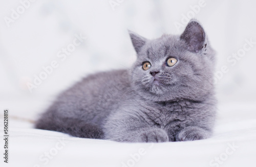Grey kitten in from of white background