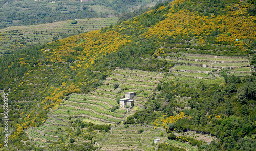 Sloping agricultural land in the Cinque Terre in Liguria