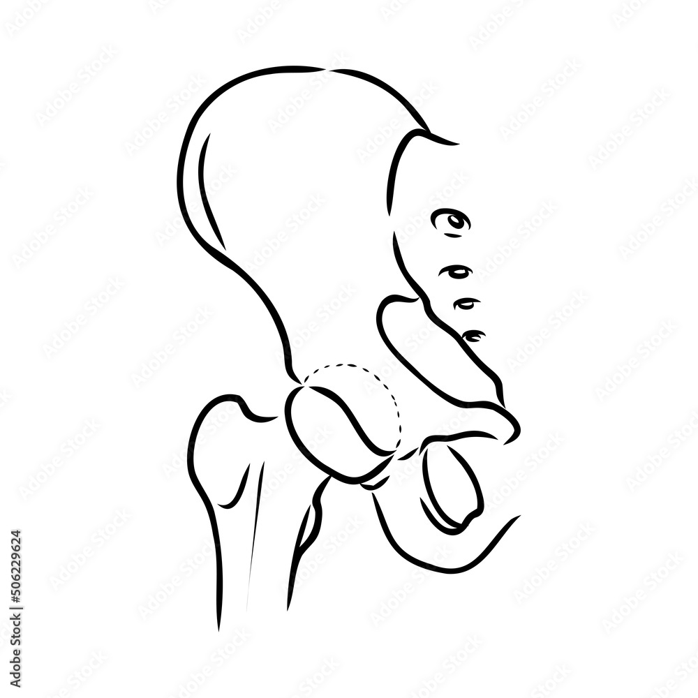 Hip Bone line icon vector illustration logo design. Hip Bone line icon vector illustration logo design.
