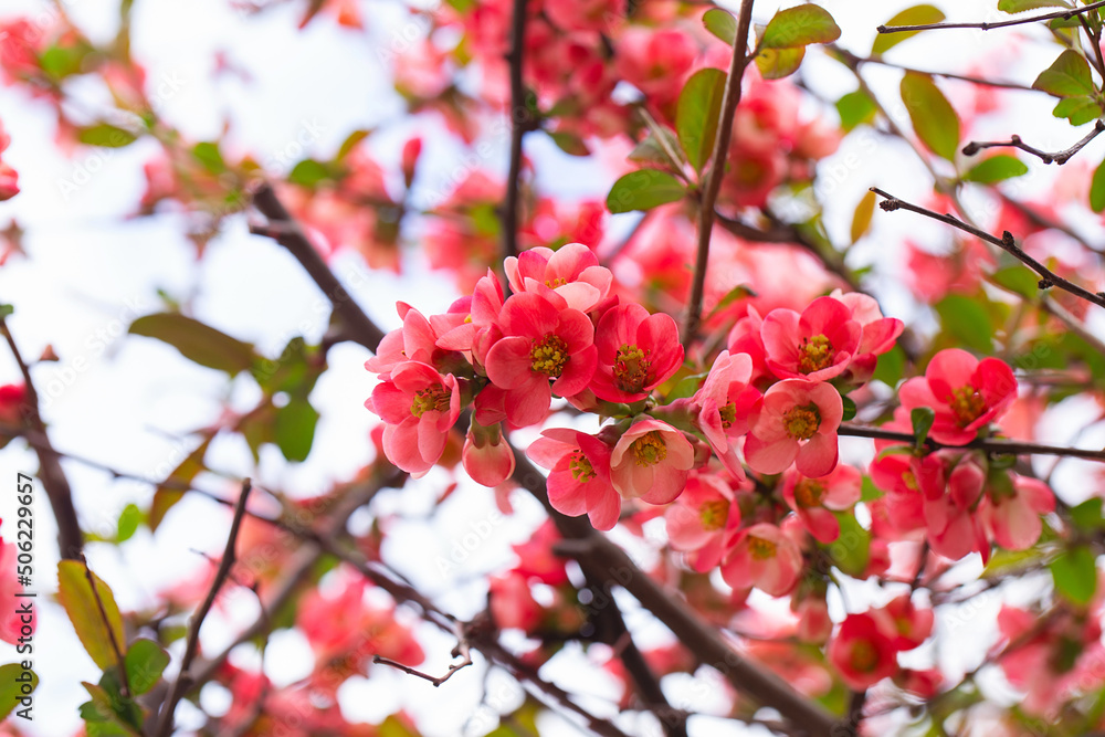 Macro of bright red spring flowering Japanese quince or Chaenomeles japonica on the blurred garden background. Macro of bright red spring flowering Japanese quince or Chaenomeles japonica on the blurred garden background.
