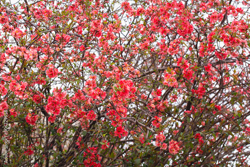 Macro of bright red spring flowering Japanese quince or Chaenomeles japonica on the blurred garden background.