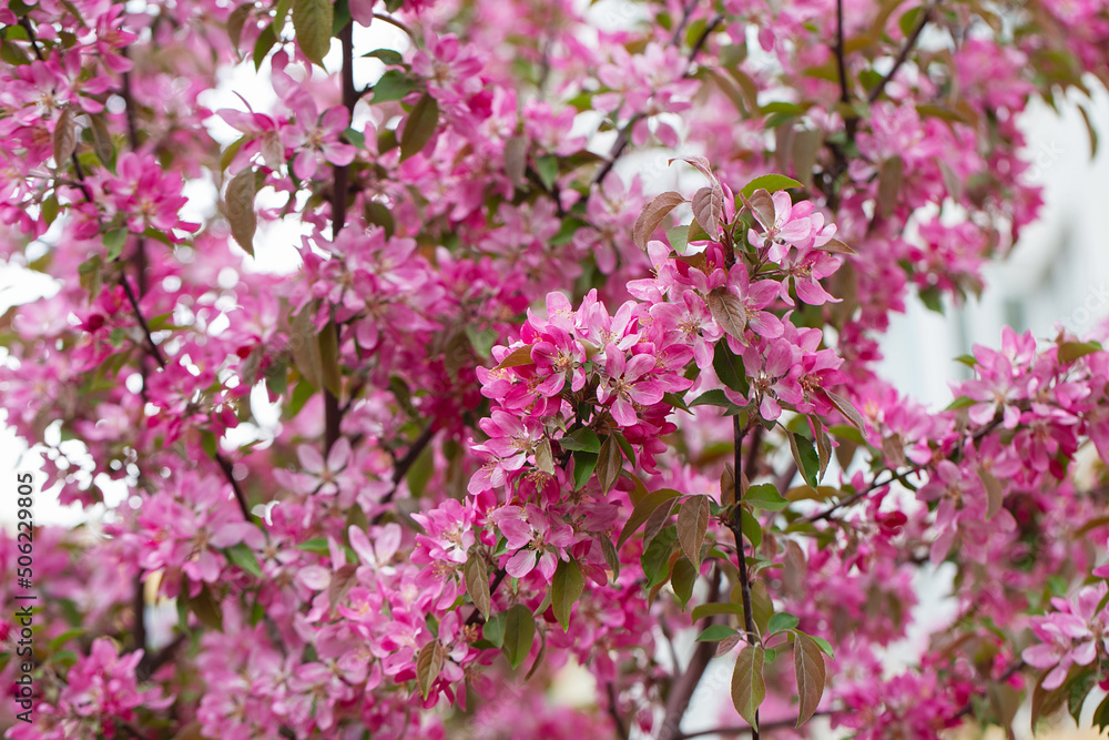 fruit tree blossom in springtime. tender pink flowers bathing in sunlight. warm april weather. Blooming tree in spring, internet springtime banner. floral background. fruit tree blossom in springtime. tender pink flowers bathing in sunlight. warm april weather. Blooming tree in spring, internet springtime banner. floral background.