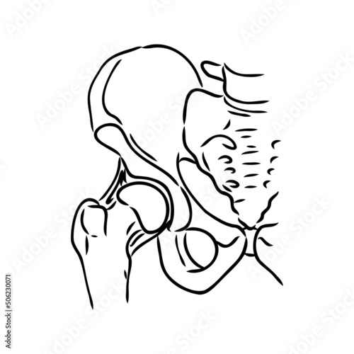 Hip Bone line icon vector illustration logo design.