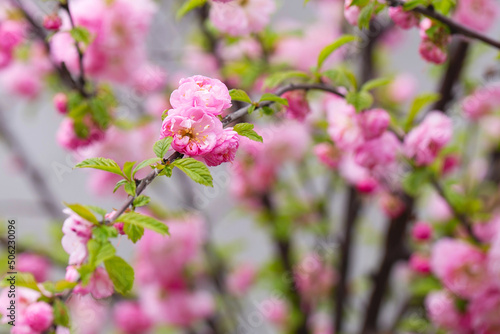 Sakura tree blossom in springtime. tender pink flowers bathing in sunlight. warm april weather. Blooming sakura tree in spring, internet springtime banner. floral background.