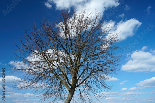Obraz na płótnie kahler Baum vor blauem Himmel mit weißen Wolken w salonie