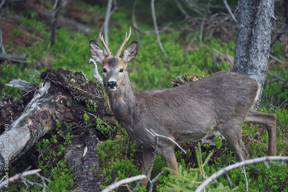 a roebuck is standing in the forest at a  spring morning