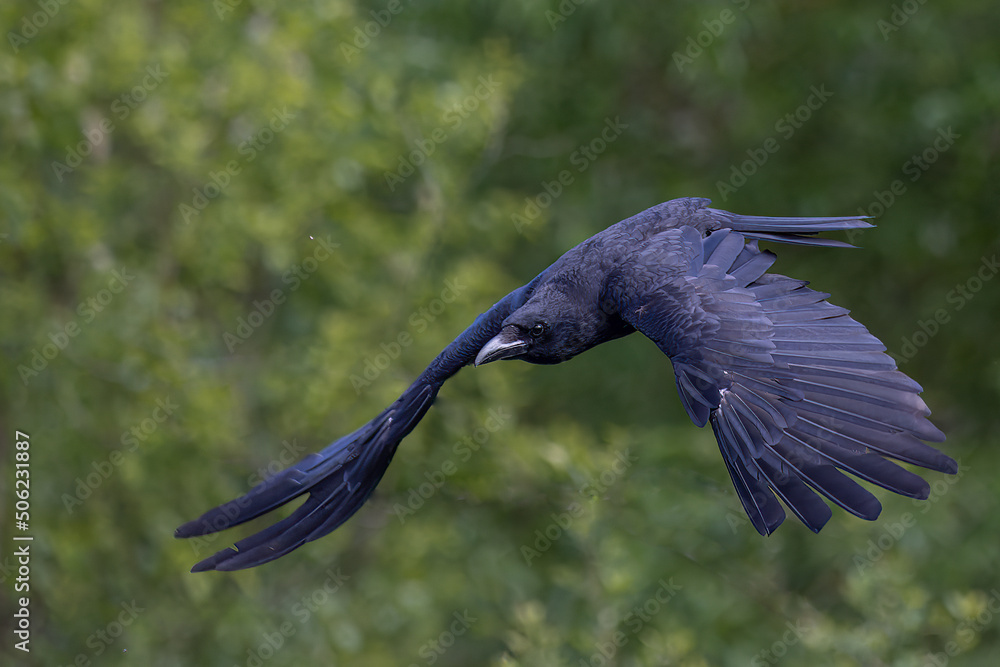 Obraz premium Crow in flight