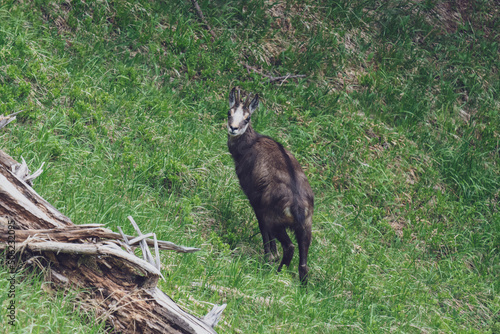 a adult chamois female, rupicapra rupicapra, in the change of coat at a spring morning on the mountains