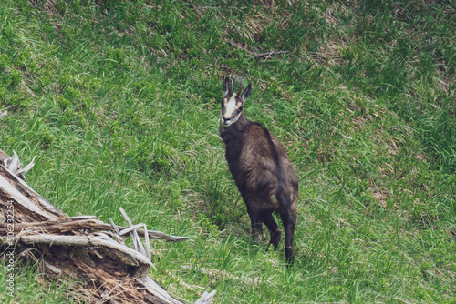 a adult chamois female  rupicapra rupicapra  in the change of coat at a spring morning on the mountains